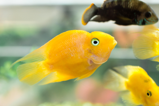 Yellow Parrot fish