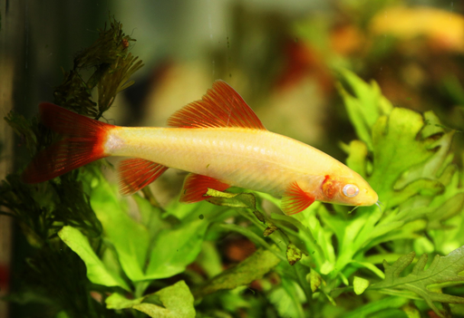 Albino Rainbow Shark
