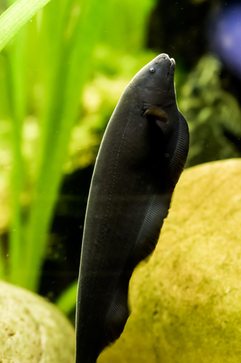Black Ghost 